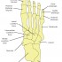 bones_foot