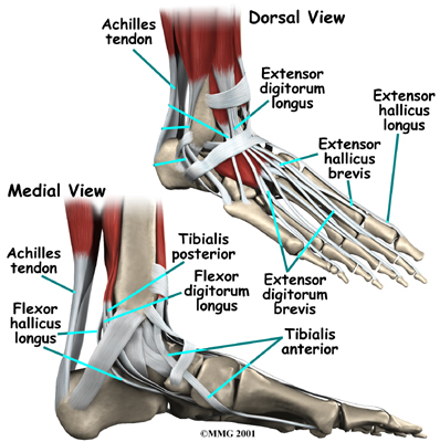 ligaments of the foot
