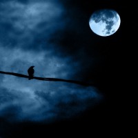 A raven, perched on a branch, peers up at the full moon on a cloudy night.