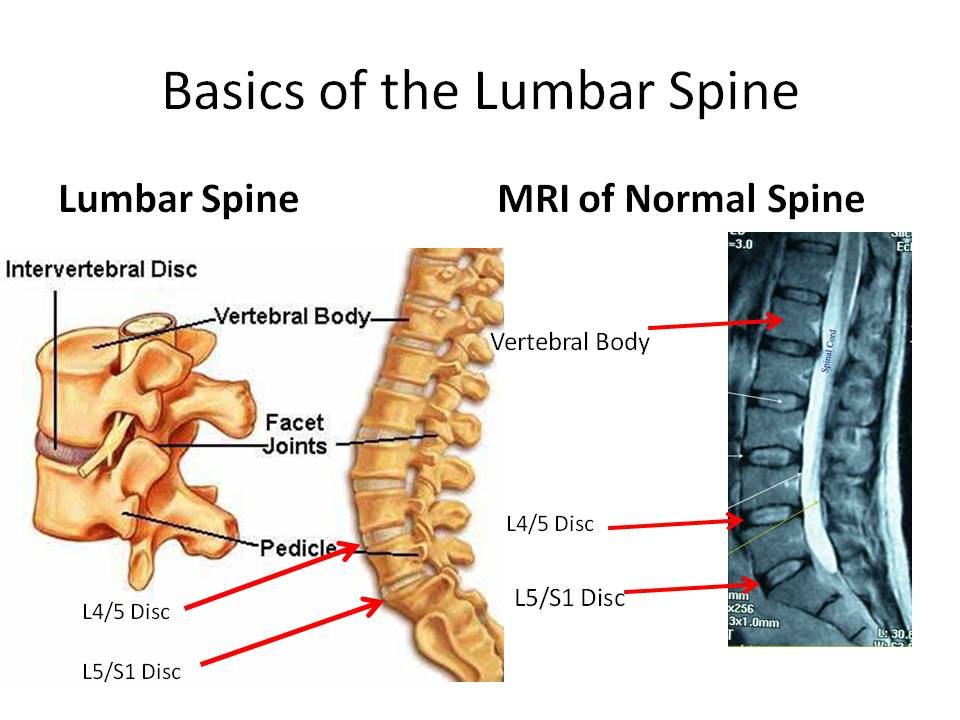 The Stem of Aplomb - Part Three: The Lumbar Spine, Sacrum, and Coccyx