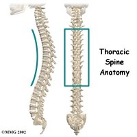 Thoracic Spine Anatomy