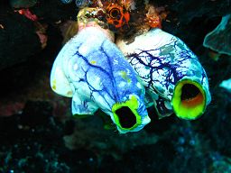 By Silke Baron (originally posted to Flickr as Sea Squirts) [CC-BY-2.0 (http://creativecommons.org/licenses/by/2.0)], via Wikimedia Commons