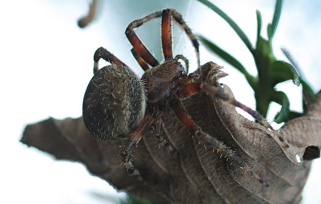 "Barn Spider" by Dave Fletcher is licensed CC BY-ND 2.0