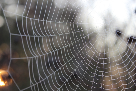 "spider web" by Alan Reeves is licensed CC BY 2.0