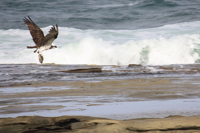 Seize the opportunity like this osprey catching a fish